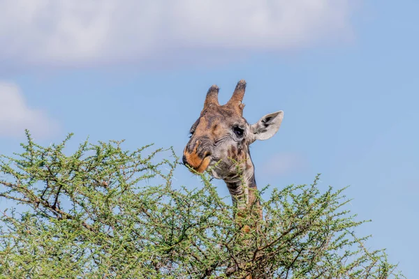 Wild Giraffe Serengeti National Park Heart Africa High Quality Photo — Stockfoto