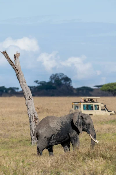 Wild Elephant Serengeti National Park Heart Africa High Quality Photo — Stockfoto