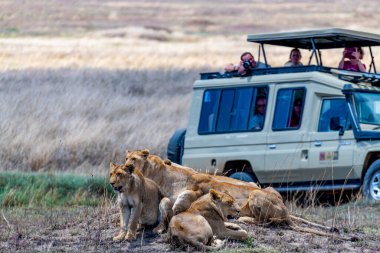 Wild lionesses in the Serengeti National Park in the heart of Africa. High quality photo