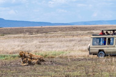 Wild lionesses in the Serengeti National Park in the heart of Africa. High quality photo