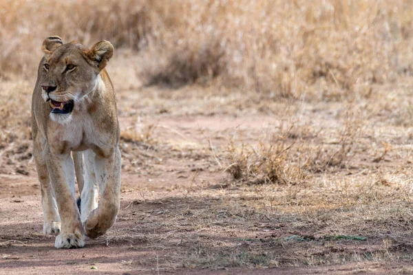 Wild Lioness Serengeti National Park Heart Africa High Quality Photo — Fotografia de Stock