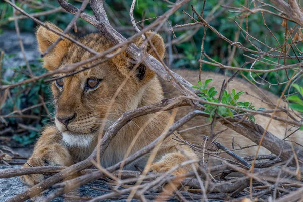 Wild Baby Lion Serengeti National Park Heart Africa High Quality — Fotografia de Stock