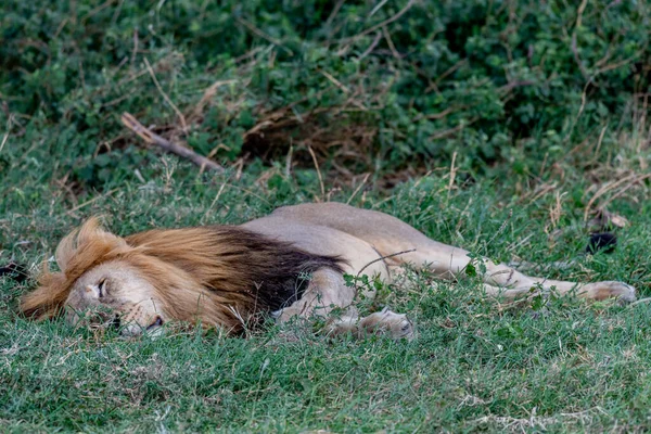 Wild Lion Serengeti National Park Heart Africa High Quality Photo — Fotografia de Stock