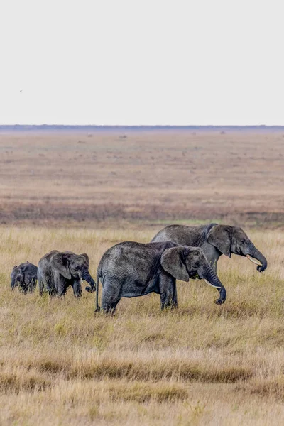 Wilde Olifanten Het Serengeti Nationaal Park Hoge Kwaliteit Foto — Stockfoto
