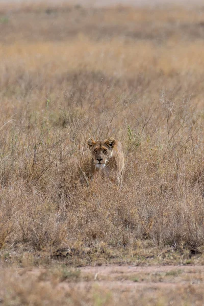 Joven Leona Salvaje Parque Nacional Del Serengeti Corazón África Foto — Foto de Stock