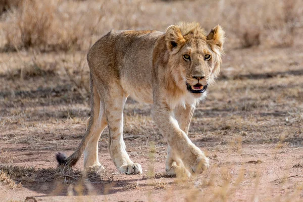 Wild Young Lion Serengeti National Park Heart Africa High Quality — Fotografia de Stock