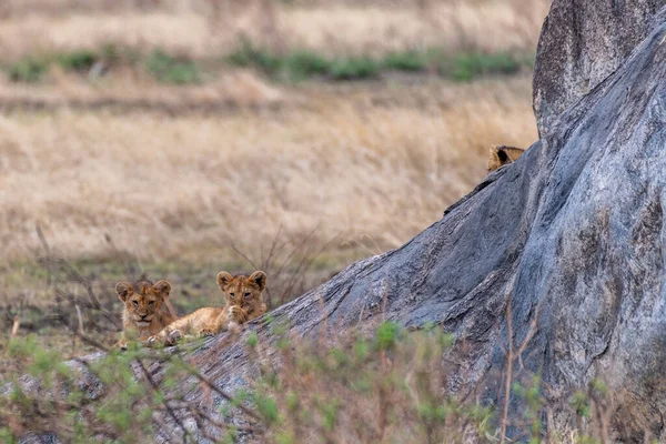 Wild Young Lions Serengeti National Park Heart Africa High Quality — Fotografia de Stock