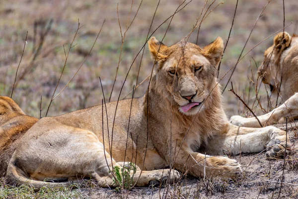 Wild Lionesses Serengeti National Park Heart Africa High Quality Photo — Fotografia de Stock