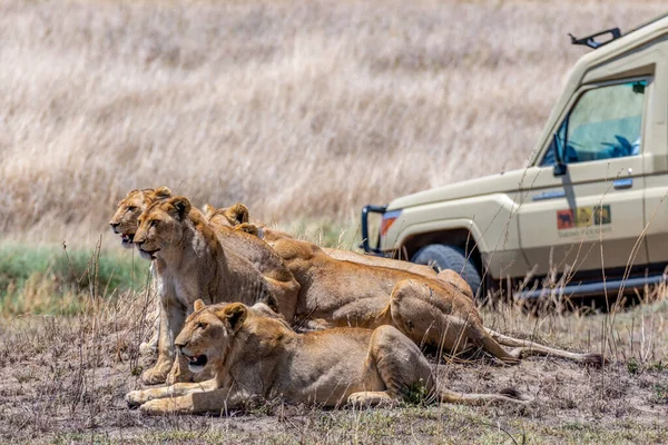 Wild lionesses in the Serengeti National Park in the heart of Africa. High quality photo