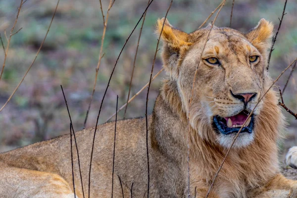 Wild Lioness Serengeti National Park Heart Africa High Quality Photo — Fotografia de Stock