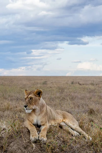 Wild Lioness Serengeti National Park Heart Africa High Quality Photo — Foto de Stock