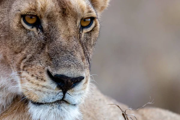 Wild lioness in the Serengeti National Park in the heart of Africa. High quality photo
