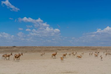 Wild Thomsons gazelles in serengeti national park. High quality photo
