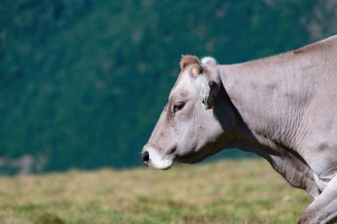 Cow grazing in the mountains of the Pyrenees. High quality photo