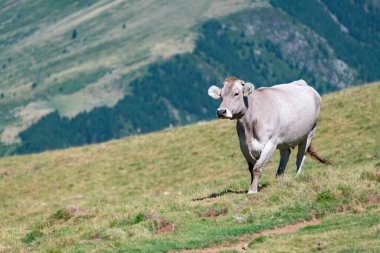Cow grazing in the mountains of the Pyrenees. High quality photo
