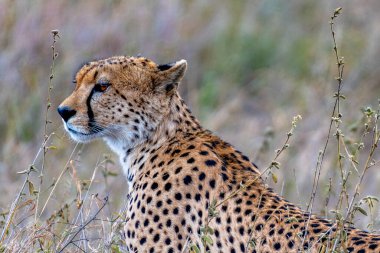 Wild cheetah in serengeti national park. High quality photo