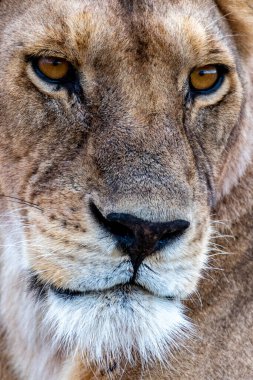 Wild lioness in the Serengeti National Park in the heart of Africa. High quality photo