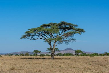 Savannah landscape in Serengeti National Park. High quality photo