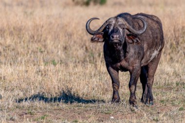 Wild buffalo in Serengeti National Park. High quality photo
