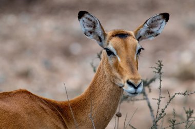 Wild Thomsons gazelles in serengeti national park. High quality photo