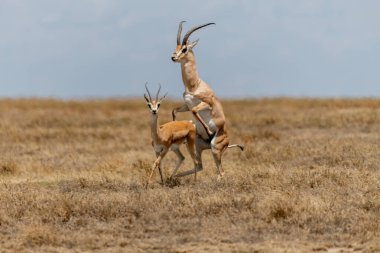 Wild Thomsons gazelles in serengeti national park. High quality photo