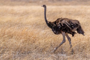 Wild ostrich in Serengeti national park. High quality photo