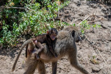 Wild monkeys in the African savannah. High quality photo