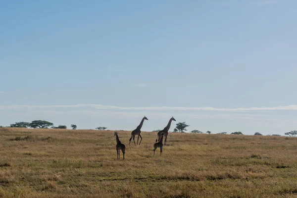 Wild Giraffes Serengeti National Park Heart Africa High Quality Photo — Stockfoto