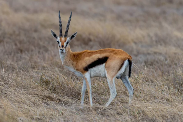 Wild Thomsons Gazelles African Savannah High Quality Photo — Foto Stock
