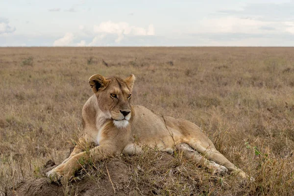 Wild lioness in the Serengeti National Park in the heart of Africa. High quality photo