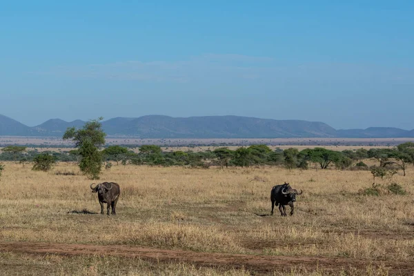 Wild Buffaloes Serengeti National Park High Quality Photo — Stockfoto