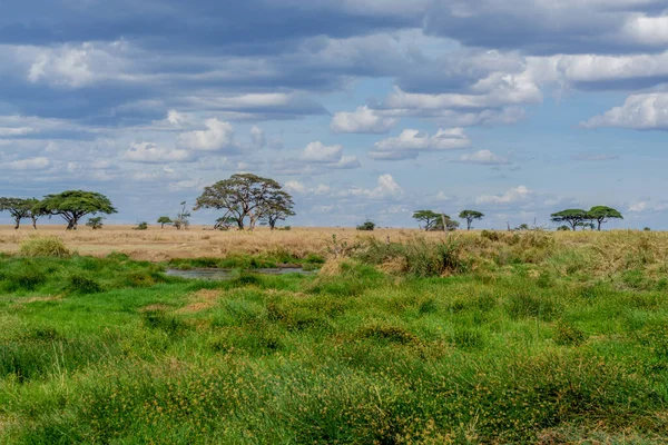 Savannah Landscape Serengeti National Park High Quality Photo — Foto Stock