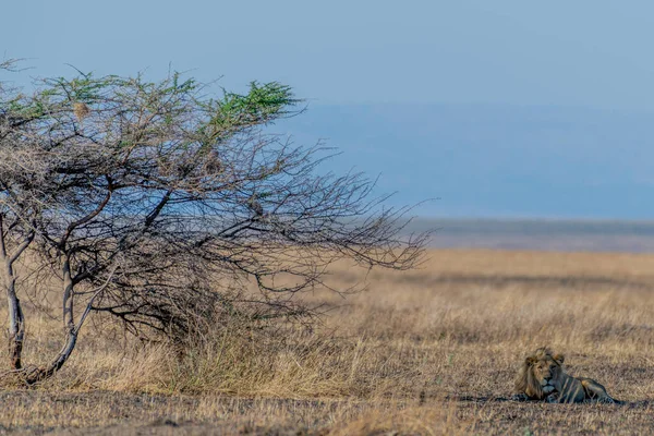 Wild Lions Serengeti National Park Heart Africa High Quality Photo — Stockfoto