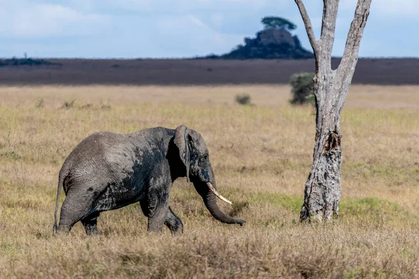 Wild Elephant Serengeti National Park High Quality Photo — Stock Photo, Image