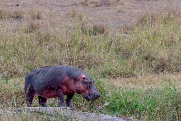 Wild Hippo Serengeti National Park High Quality Photo — Stockfoto