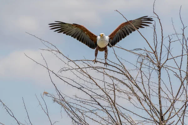 Wild Birds Serengeti National Park High Quality Photo — Stock Photo, Image