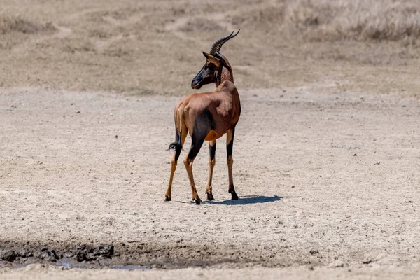 Wild Grants Gazelle Serengeti National Park — Stockfoto