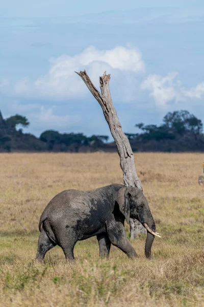 Wild Elephant Serengeti National Park High Quality Photo — Stockfoto