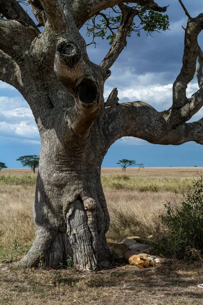 Wild Lion Serengeti National Park Heart Africa High Quality Photo — Stock Photo, Image