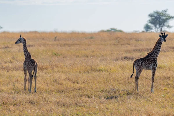 Wild Giraffes Serengeti National Park Heart Africa High Quality Photo — Stock Photo, Image