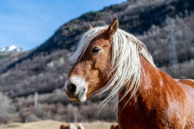 Pyrenean horse grazing outdoors on a sunny day. High quality photo