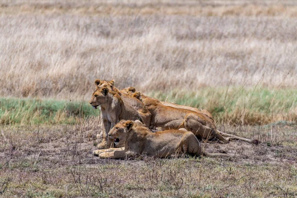 Wild Lionesses Serengeti National Park Heart Africa High Quality Photo — Φωτογραφία Αρχείου