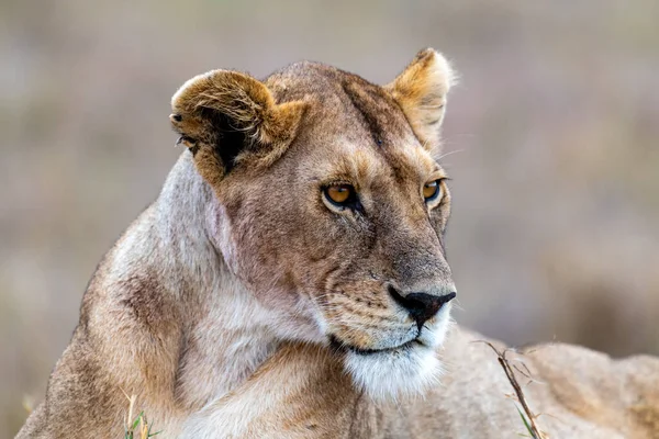 Wild Lioness Serengeti National Park Heart Africa High Quality Photo — Stockfoto