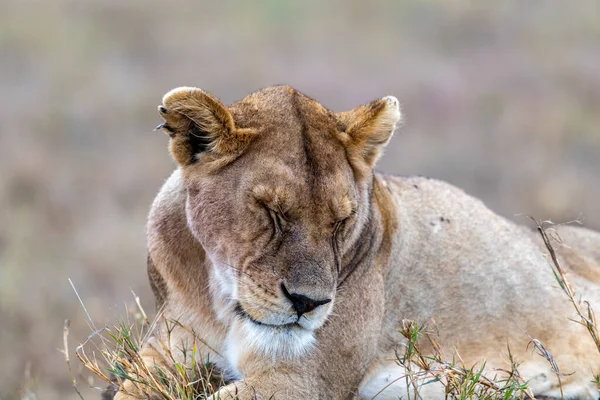 Wild Lioness Serengeti National Park Heart Africa High Quality Photo — Stock Photo, Image
