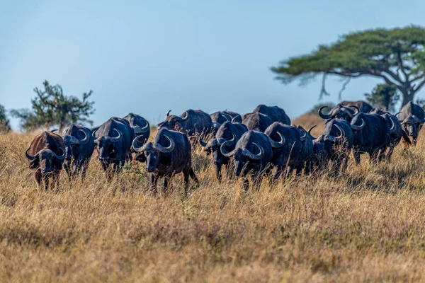 Serengeti Ulusal Parkı Nda Vahşi Bufalolar Yüksek Kalite Fotoğraf — Stok fotoğraf
