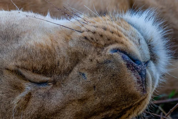 アフリカの中心部にあるセレンゲティ国立公園の野生の雌ライオン 高品質の写真 — ストック写真