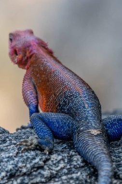 lizard basking in the sun in serengeti national park. High quality photo