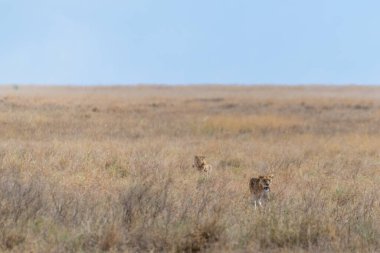 Wild lionesses in the Serengeti National Park in the heart of Africa. High quality photo