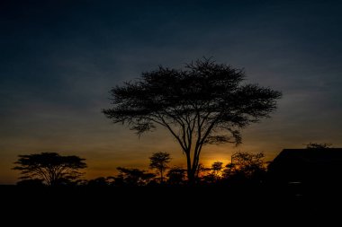 Serengeti Ulusal Parkı 'ndaki Savannah manzarası. Yüksek kalite fotoğraf