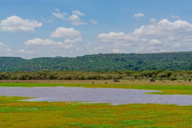 Serengeti Ulusal Parkı 'ndaki Savannah manzarası. Yüksek kalite fotoğraf